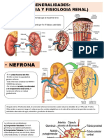 Anatomia y Fisiologia Renal