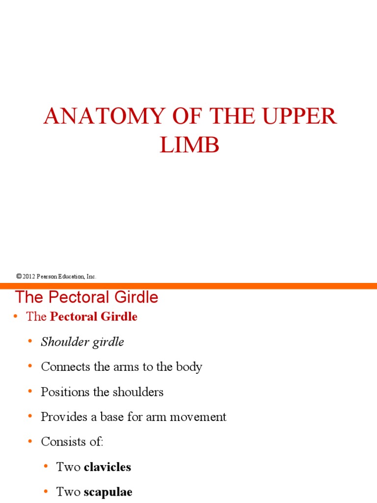 Anatomy of The Upper Limb: © 2012 Pearson Education, Inc | PDF | Elbow ...
