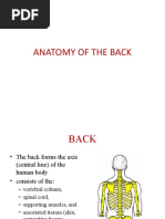 Anatomy of The Back