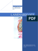 Laminario Sistema Respiratorio