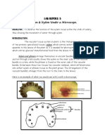 Lab Report - Phloem & Xylem