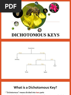 Dichotomous Key