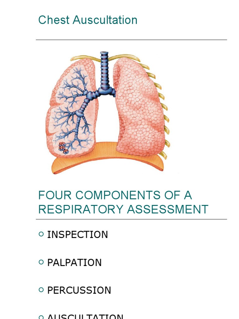Chest Auscultation PDF Lung Thorax