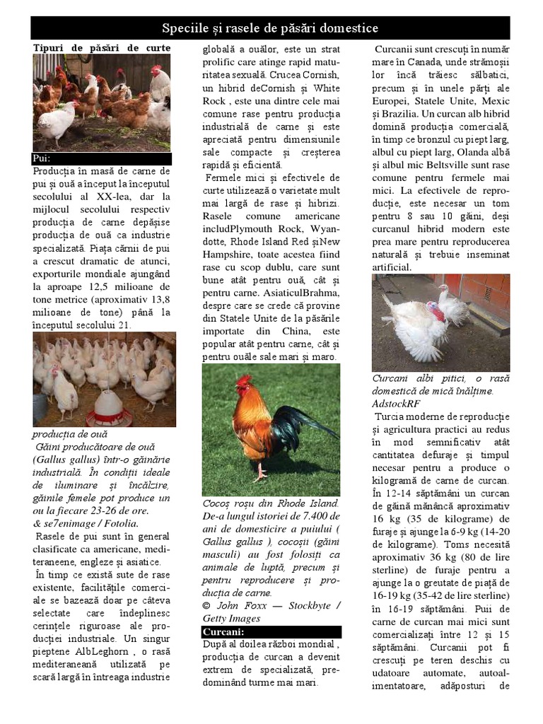 Rase de Păsări Domestice | PDF