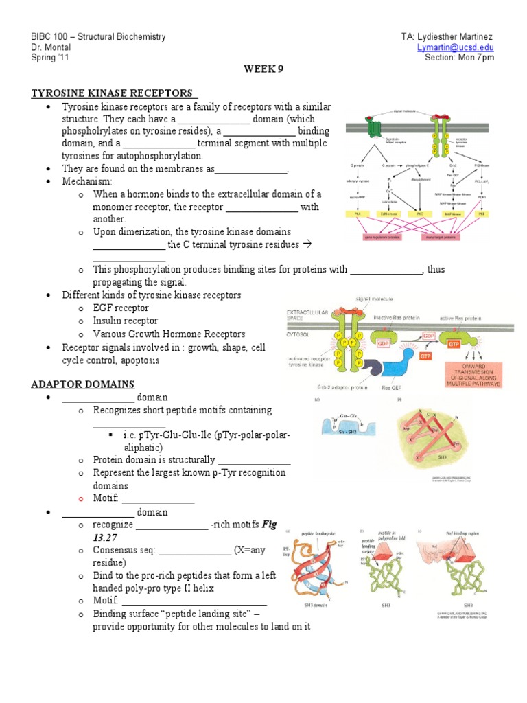 Tyrosine Kinase Receptors Overview | PDF | Molecular Biophysics | Cell ...