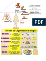 Ejemplos de Nivel de Organizacion Biologica