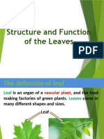 Internal Structure of A Leaf