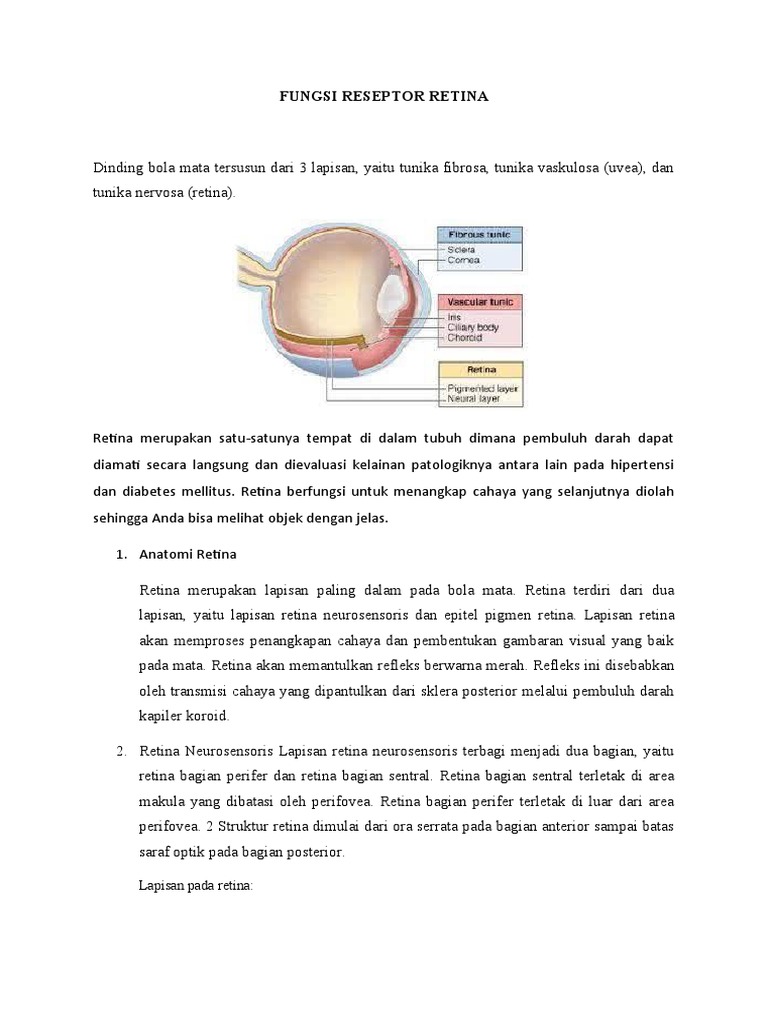 Fungsi Reseptor pada Retina Mata | PDF | Kesehatan Holistik | Sains ...