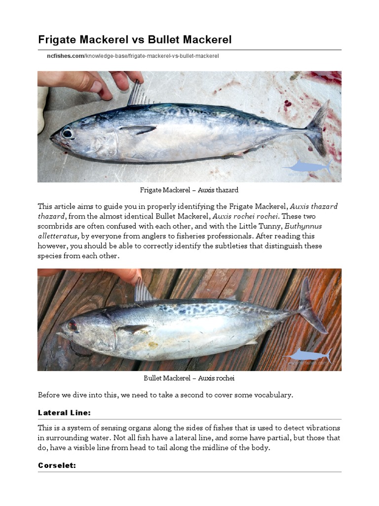 Frigate Mackerel Vs Bullet Mackerel PDF Fish Aquatic Animals