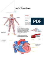 Arterias y Venas