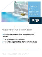 2 Stage of Photosynthesis