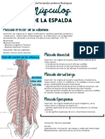 Musculos de La Espalda