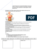 El Sistema Digestivo