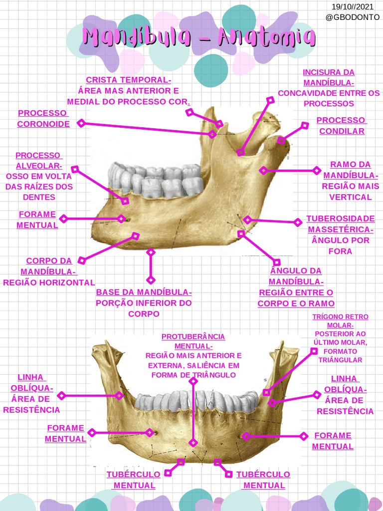Anatomia da Mandíbula: Estruturas Principais | PDF