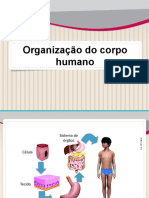 Organização Do Corpo