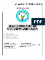 Major Diseases of Sorghum and Bajra.: C O Llege of Agriculture, Raipur