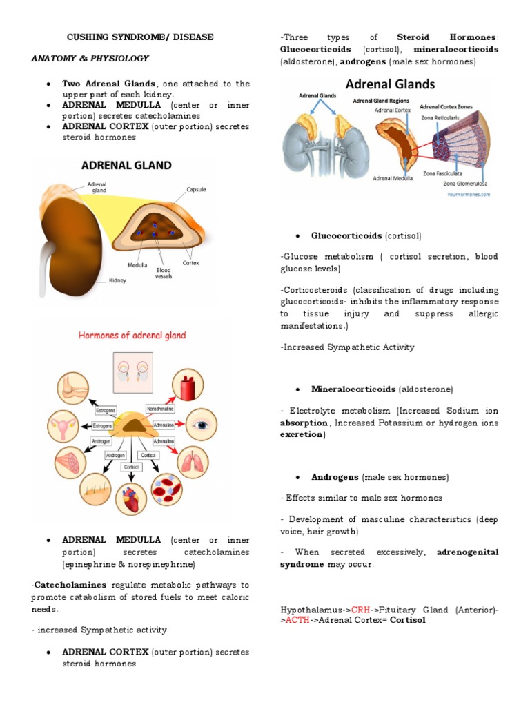 Anatomy & Physiology: CRH Acth | PDF | Adrenal Gland | Cortisol