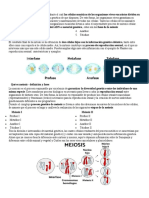 Qué Es Mitosis