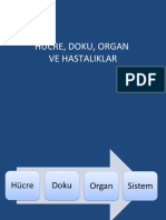 2-Hücre, Doku, Organ Ve Hastalıklar