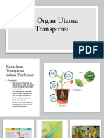 2.3 Organ Utama Transpirasi