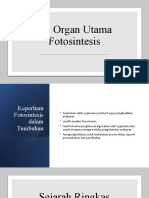 2.4 Organ Utama Fotosintesis