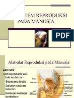 Sistem Reproduksi Pada Manusia