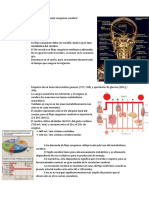 Tema 2 Irrigacion Sanguinea Cerebral