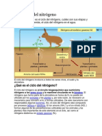 Ciclo del nitrógeno: procesos, etapas e importancia