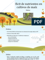 Déficit de Nutrientes en Cultivos de Maíz