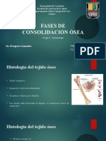 Dispositivas Fases de Consolidación Osea