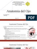 Anatomia Del Ojo