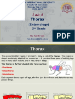 Thorax: (Entomology) 2 Grade