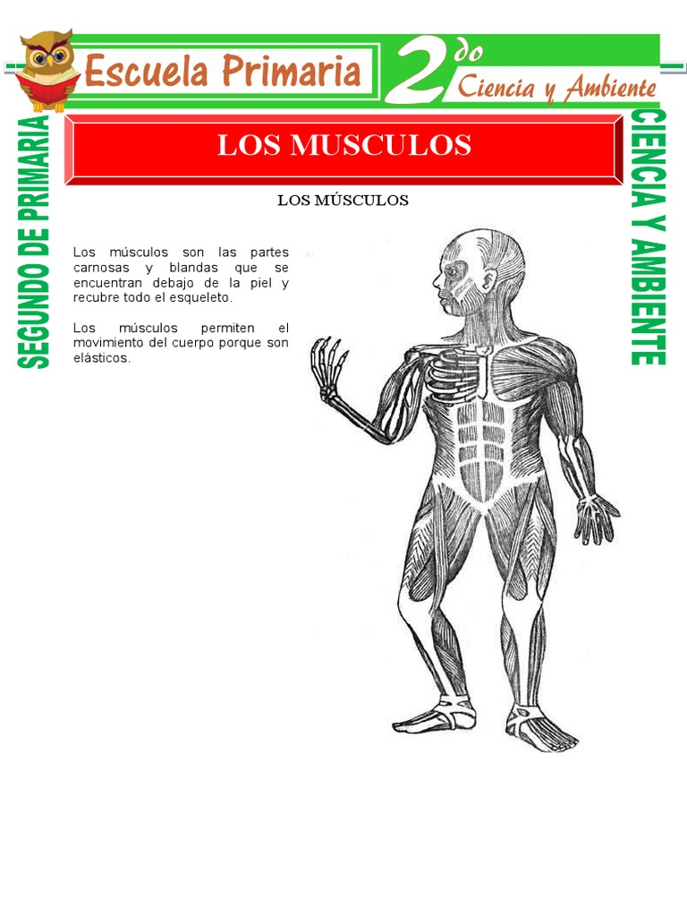 2: Estructurá osea y muscular del cuerpo humano. [2]