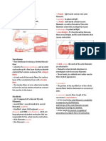 Muscles Midterm