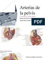 Arterias de La Pelvis