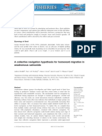 A Collective Navigation Hypothesis For Homeward Migration in Anadromous Salmonids