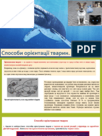 Способи Орієнтування Тварин.хомінг