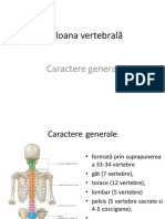 Coloana Vertebrală, Coastele