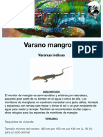 Varano Mangrove