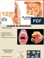 La masticación: etapas, componentes y neurogénesis