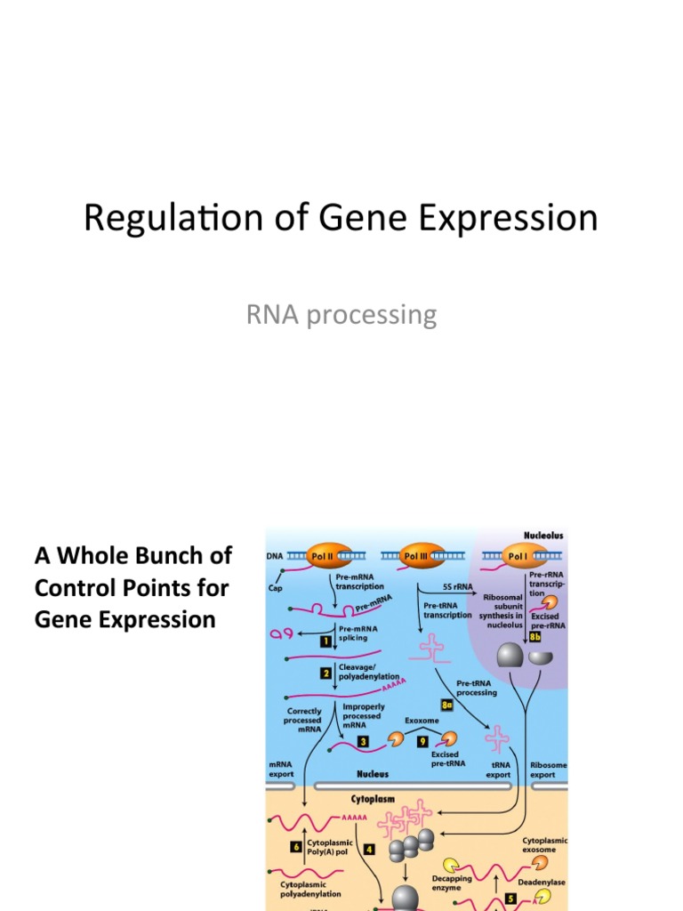 Gene Expression Regulation and mRNA Transport | PDF | Messenger Rna ...