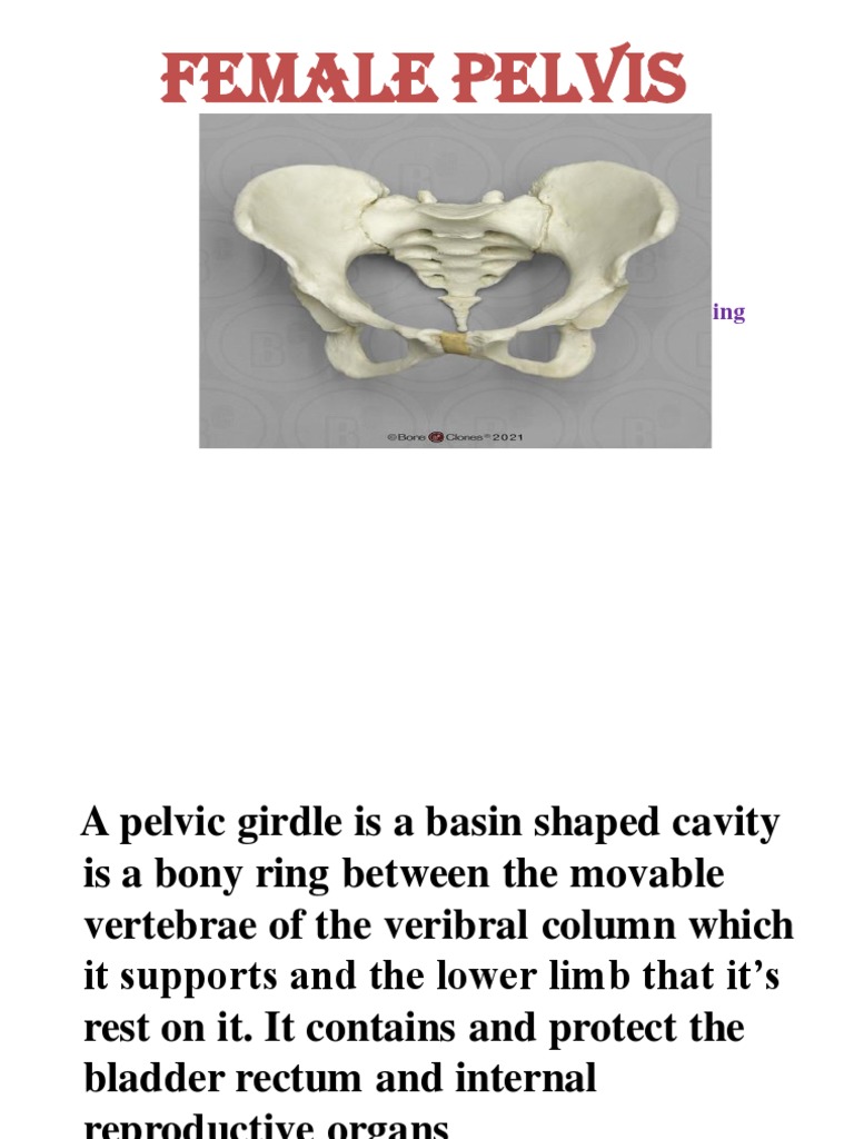 Female Pelvis