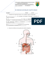 Evaluación de ciencias naturales 4to grado sistema digestivo y circulatorio