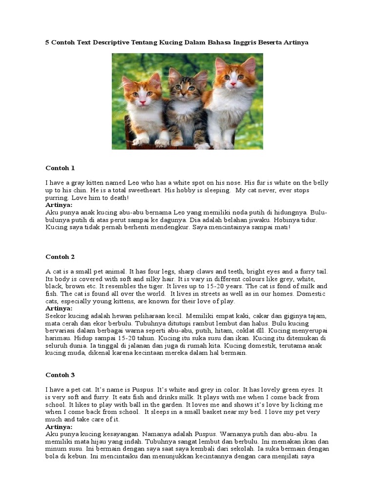 5 Contoh Text Descriptive Tentang Kucing Dalam Bahasa Inggris Beserta ...