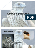 Familia falconidae-