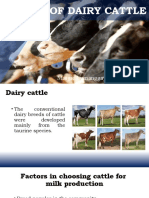 Dary Cattle Breeds - As2