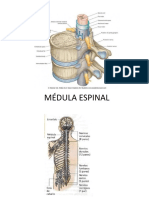 La anatomía y función de la médula espinal