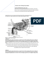 Anatomi Dan Fisiologi Reproduksi