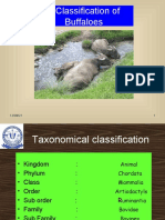 Classification of Buffaloes