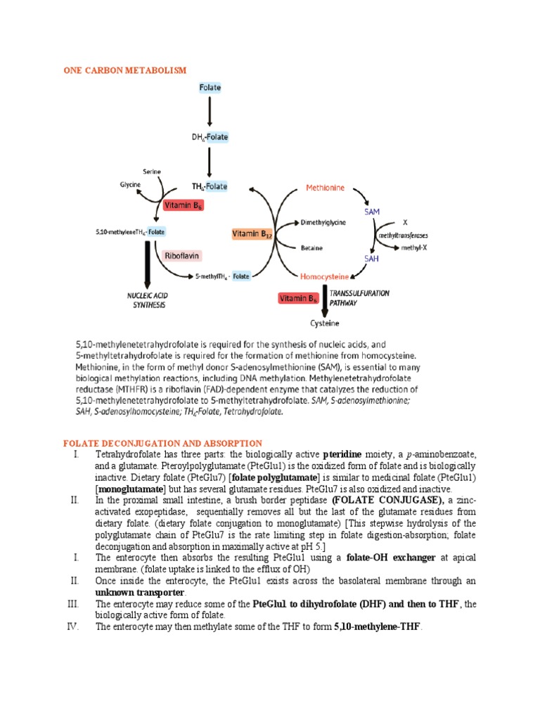 Folate and Cobalamin Metabolism Explained | PDF | Vitamin B12 | Stomach